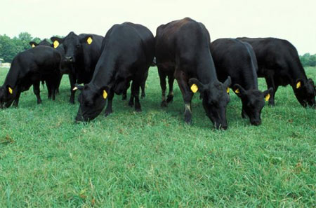 Angus Cattle Stock